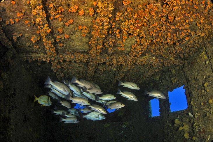 Snappers verstecken sich im Wrack der MV Commerce