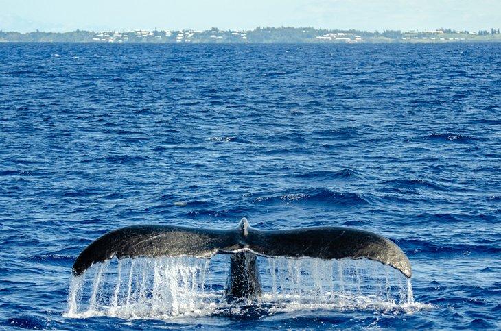Ballena frente a la costa de Bermudas