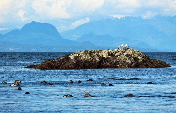 Focas de puerto cerca de Nanaimo