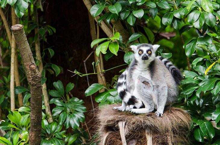 Un lémurien à queue annelée au zoo d'Auckland