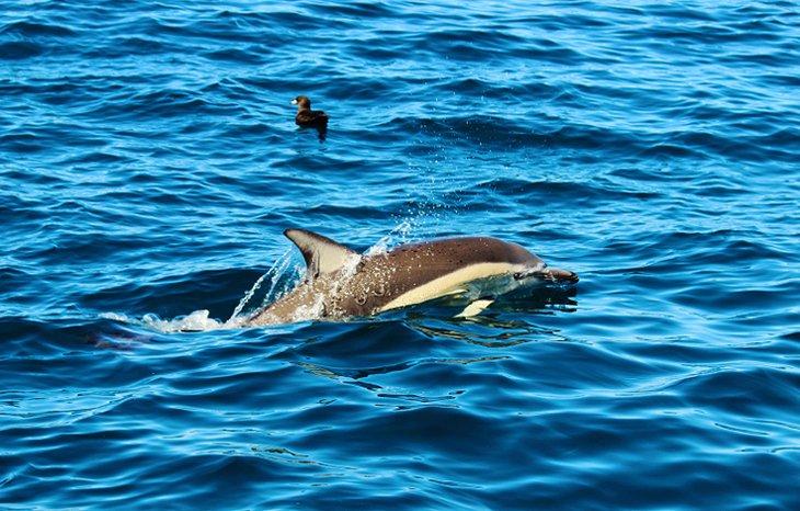 Un dauphin près d'Auckland
