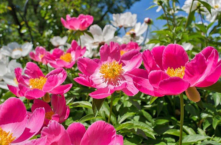Pivoines à Botanica