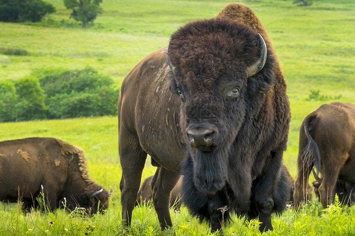 Bison américain au Refuge de la Faune de Maxwell