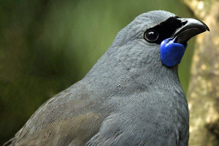 Oiseau Kokako