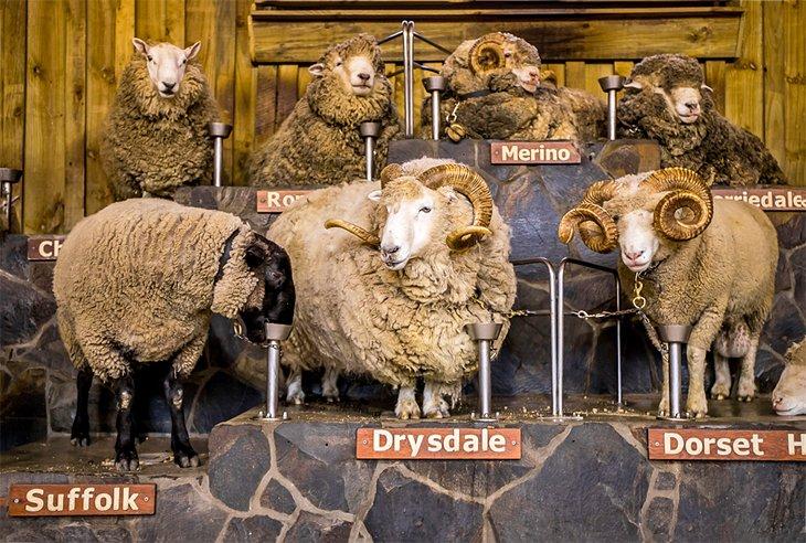 Races de moutons à l'Agrodome