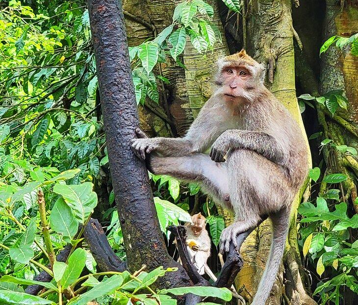 El Bosque de los Monos en Ubud