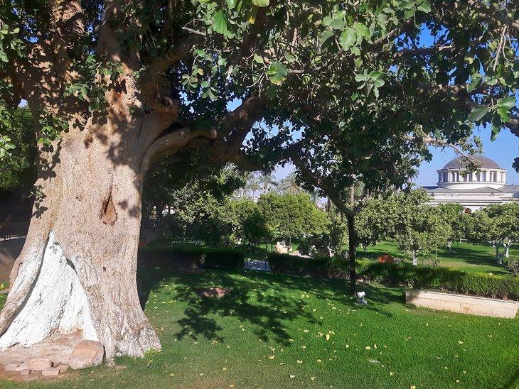 Árbol de Zaqueo