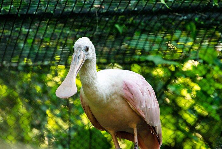 Spoonbill im Dickerson Park Zoo