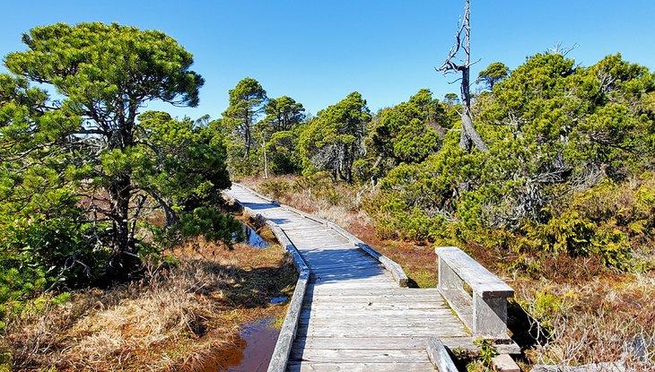 Pasarela en el sendero Shorepine Bog