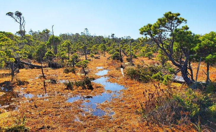 Agua a lo largo del sendero Shorepine Bog