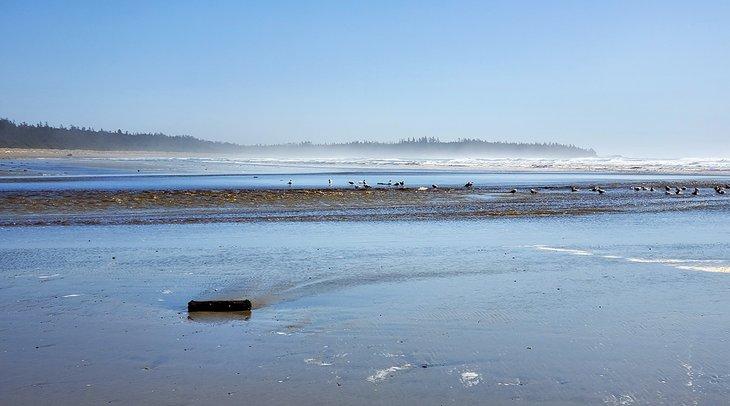 Gaviotas en Combers Beach