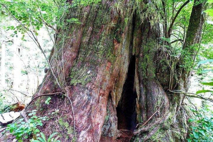 Cedar gigante a lo largo del Big Tree Trail