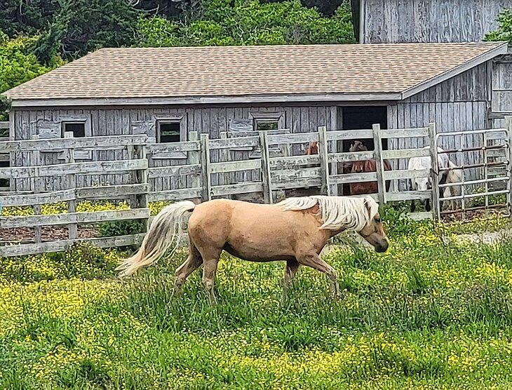 Caballos de Ocracoke en el Pony Pen
