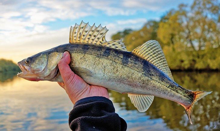 Un walleye al atardecer