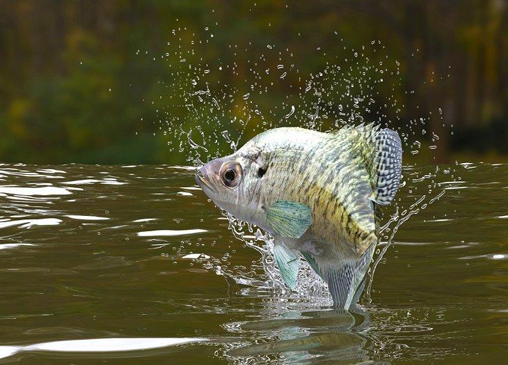 Un crappie saltando