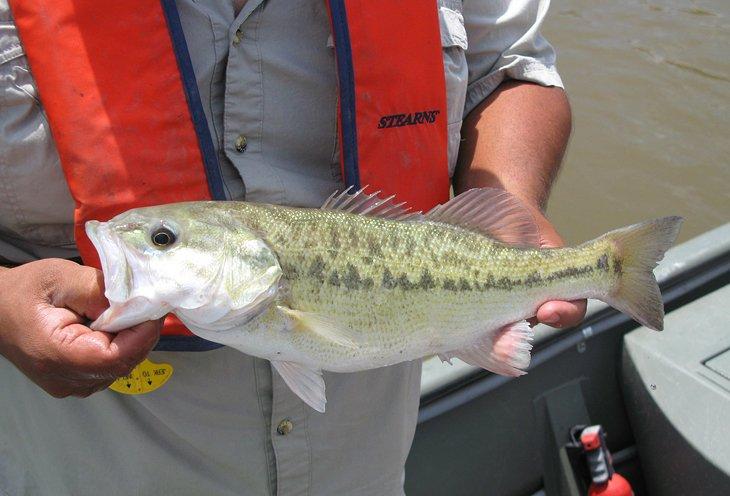 Pez bass de Alabama