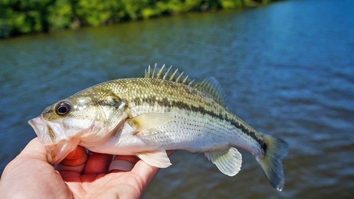 Bass atrapados en el Embalse Toledo Bend