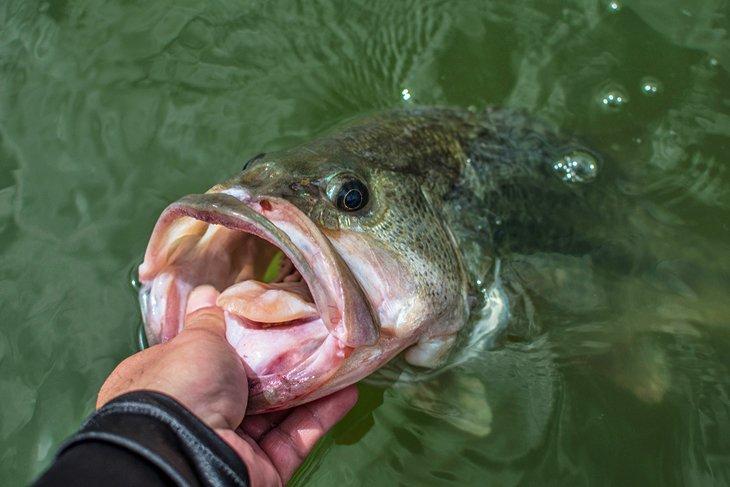 Un black bass