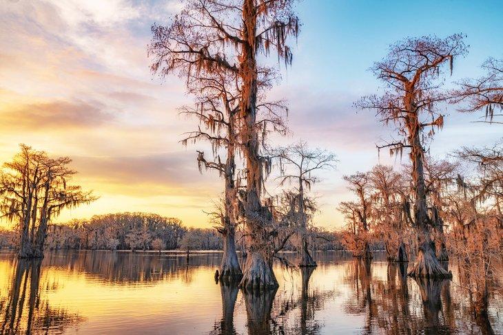 Árboles de ciprés en el Lago Caddo al atardecer