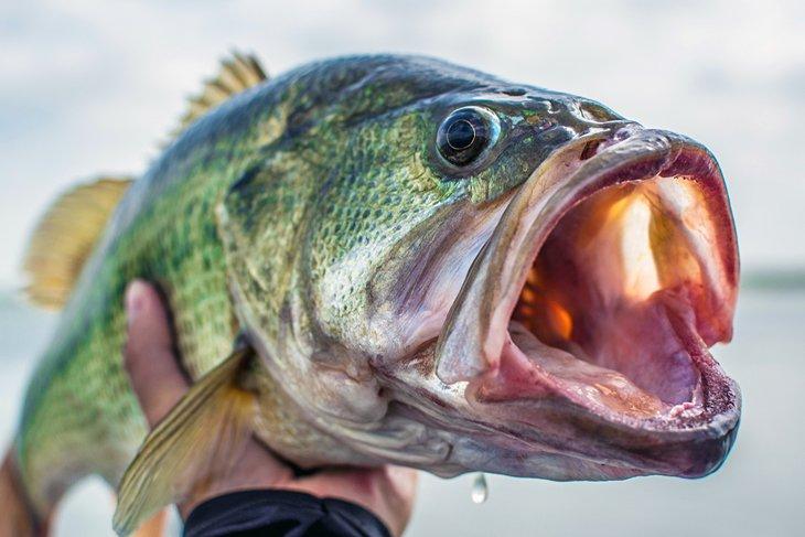 Black bass