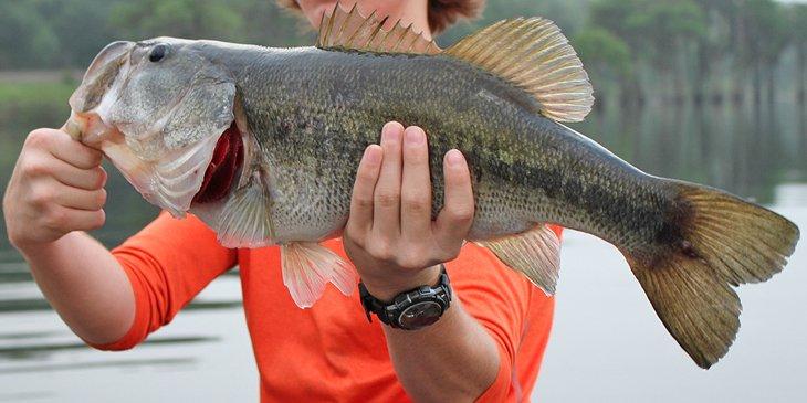 Un hermoso black bass