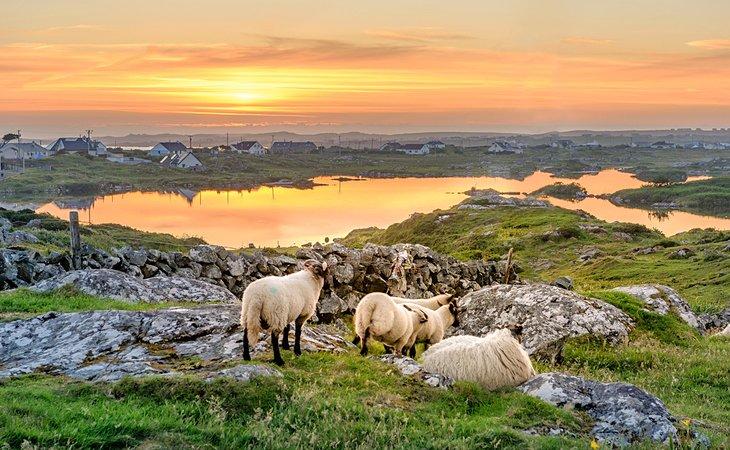 Ovejas al atardecer cerca de Connemara