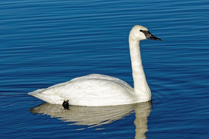 Cygne muet
