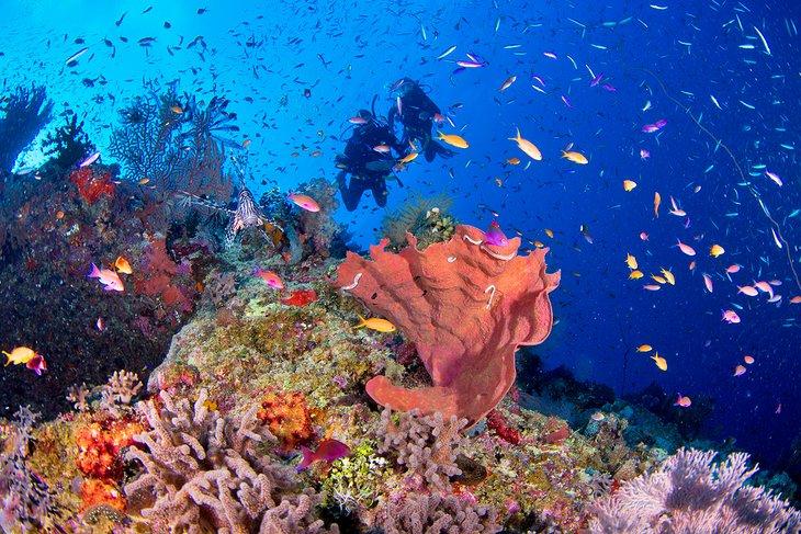 Buzos disfrutando de la colorida Gran Barrera de Coral