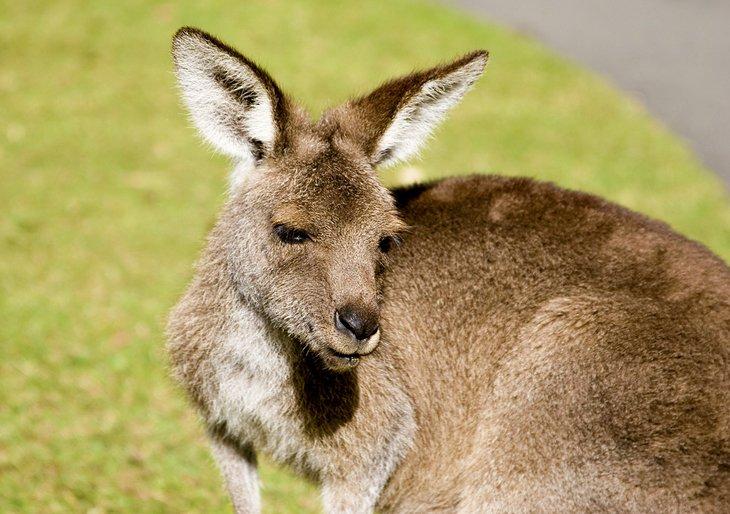 Canguro en Australia Zoo
