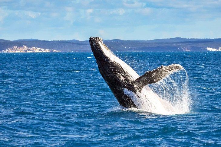 Ballena jorobada frente a Hervey Bay, Queensland