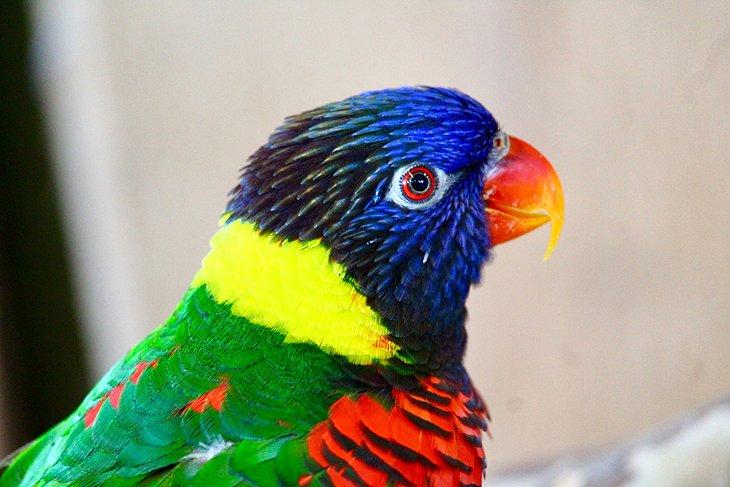Ave colorida en Bird Kingdom