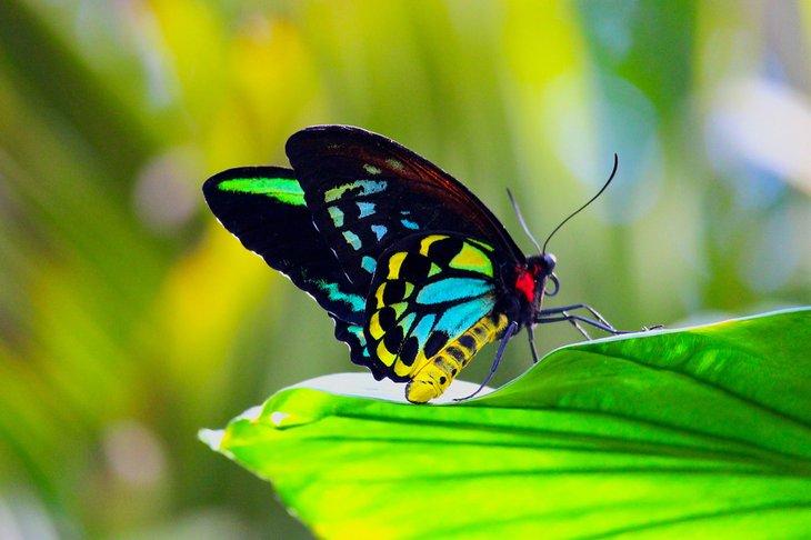 Conservatorio de Mariposas