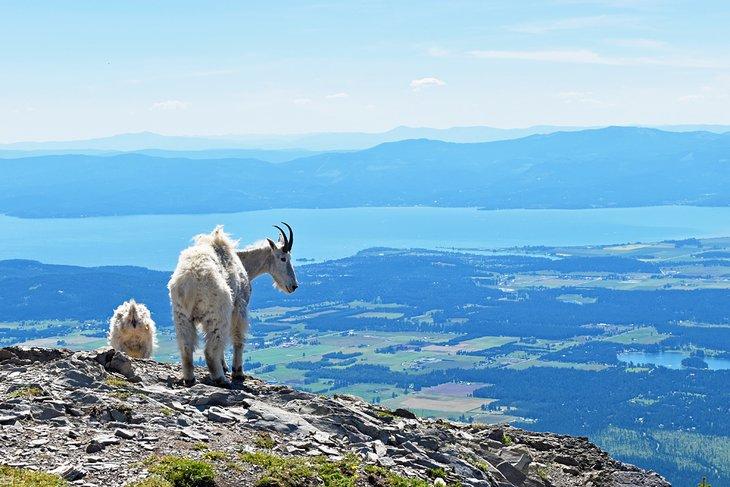 Cabras montesas en Jewel Basin