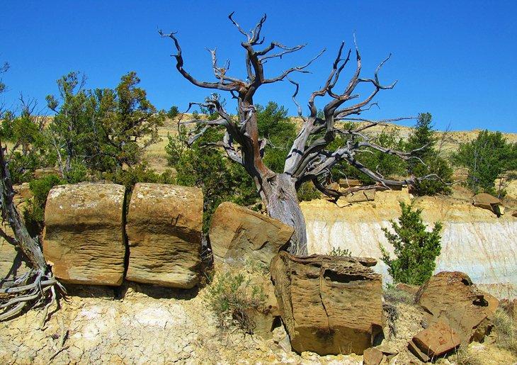 Formaciones en el Área de Estudio Wilderness de Terry Badlands
