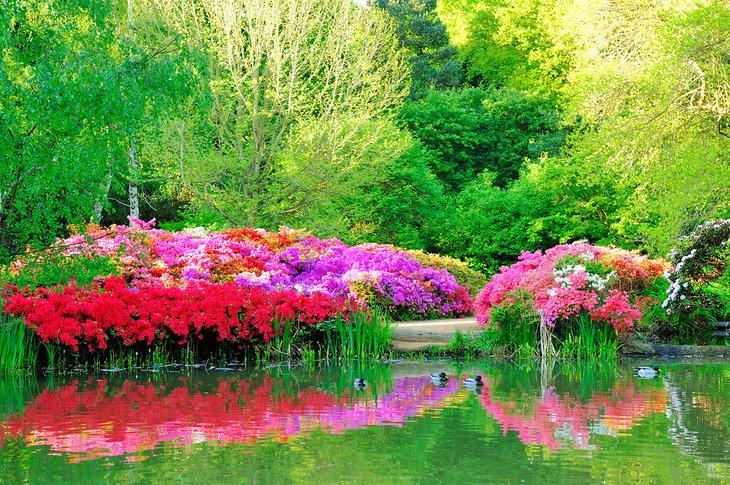 Isabella Plantation en Richmond Park