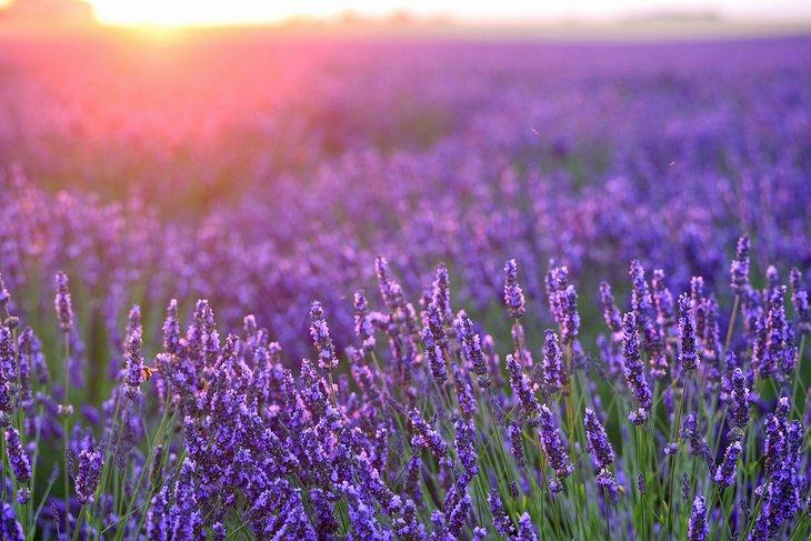 Granja de lavanda al atardecer