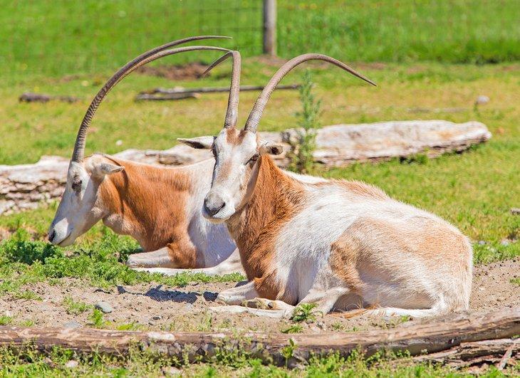 Eland del Sur en el Zoológico de Greater Vancouver