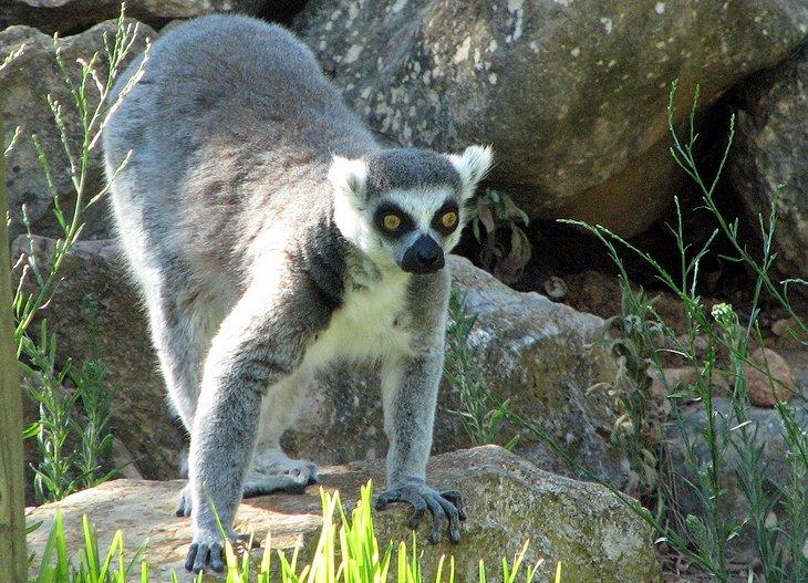 Lémur en el Zoológico de Lagos