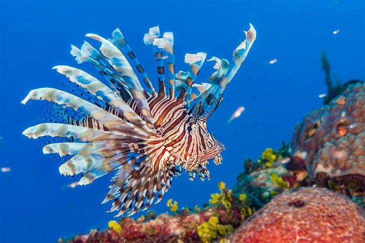 Pez león común nadando en un arrecife de coral en los Abacos