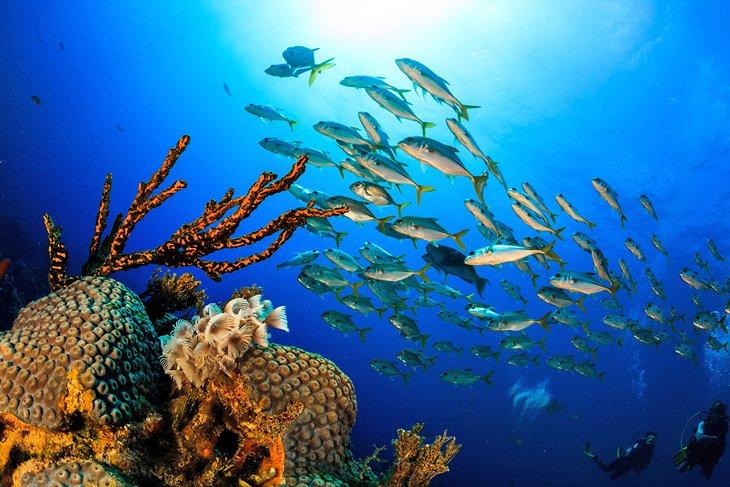 Arrecife de coral en Grand Bahama