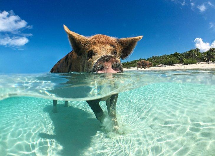 Cerdo nadador en Big Majors Cay, Exuma