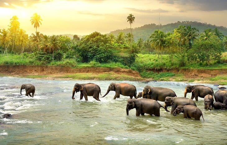Elefantes en un río en Sri Lanka