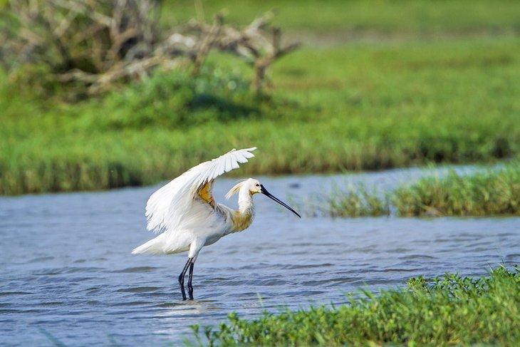 Espátula euroasiática en el Parque Nacional Bundala