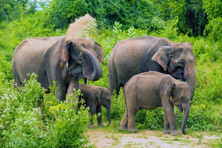 Familia de elefantes en el Parque Nacional Udawalawe