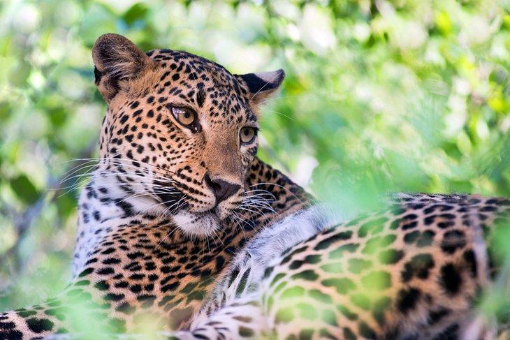 Leopardo de Sri Lanka en el Parque Nacional Yala