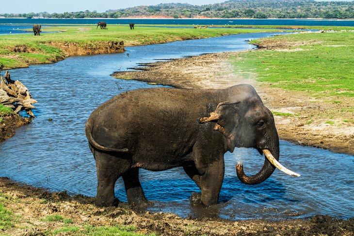 Elefante bañándose en el bebedero en el Parque Nacional Minneriya