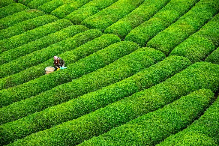 Plantación de té cerca de Rize