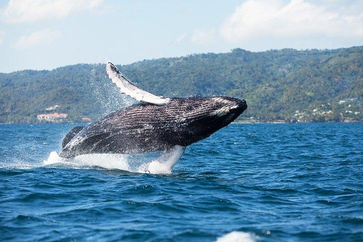 Observation des baleines à Samana