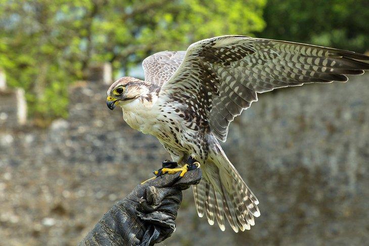 Halcón en una mano enguantada en Irlanda