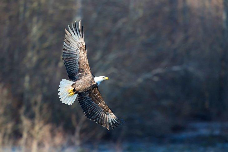 Un águila calva volando en Squamish